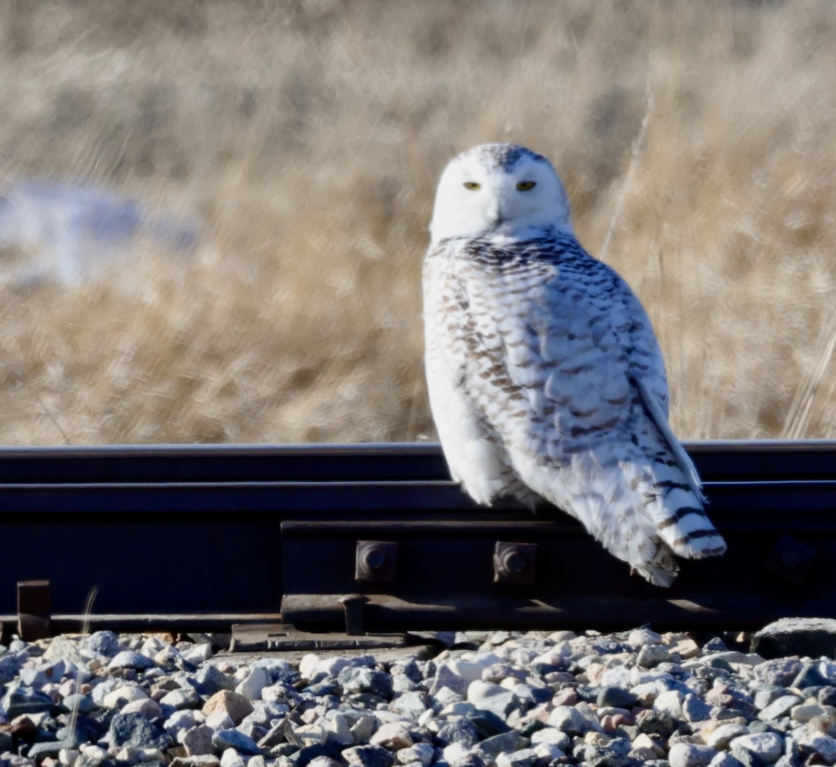 Snowy Owl - Jay & Judy Anderson
