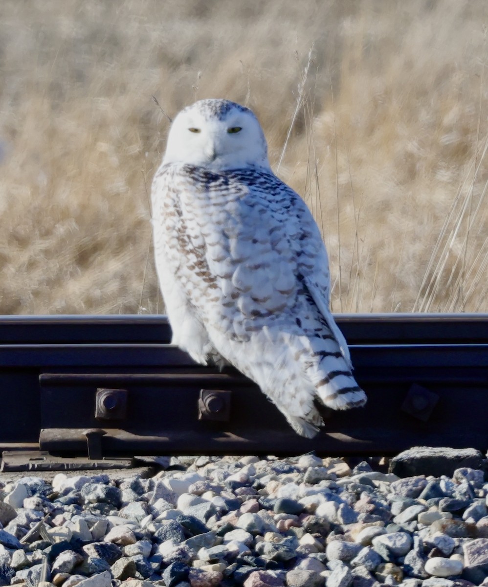 Snowy Owl - Jay & Judy Anderson