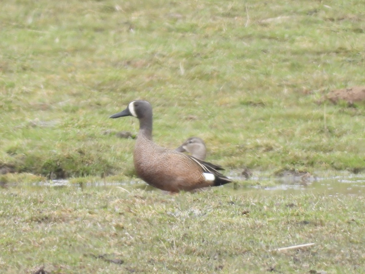 Blue-winged Teal - ML633131904
