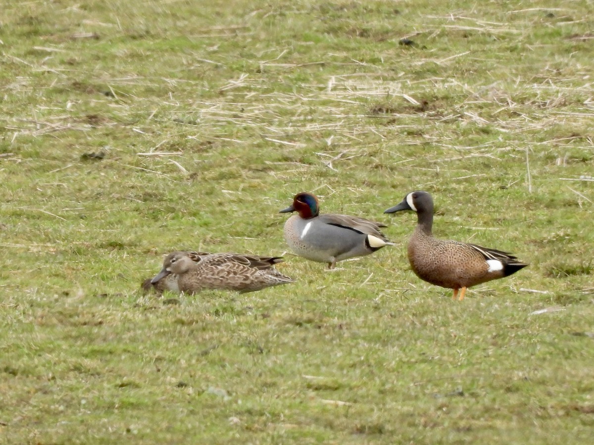 Blue-winged Teal - ML633131905