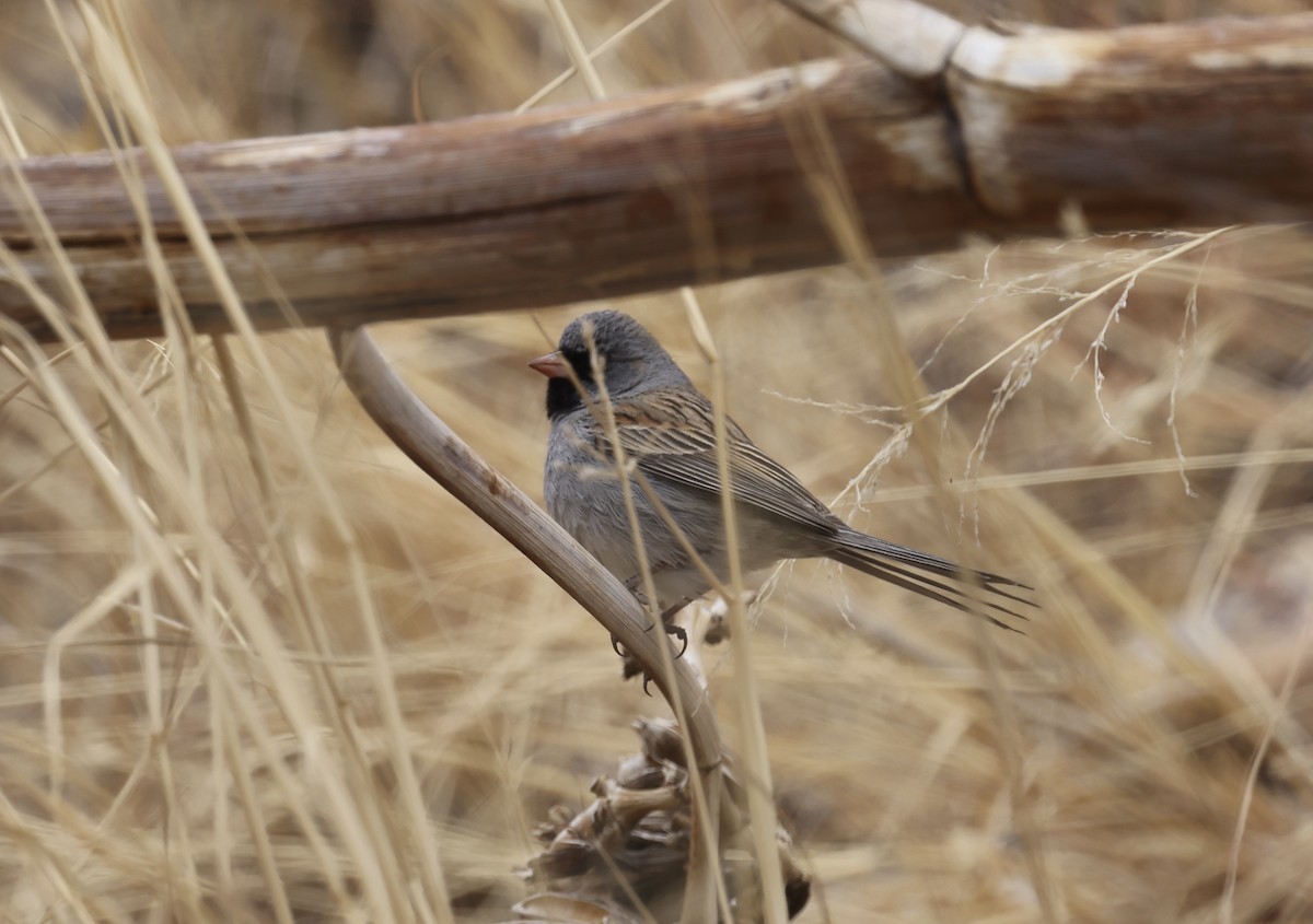 Black-chinned Sparrow - ML633131915