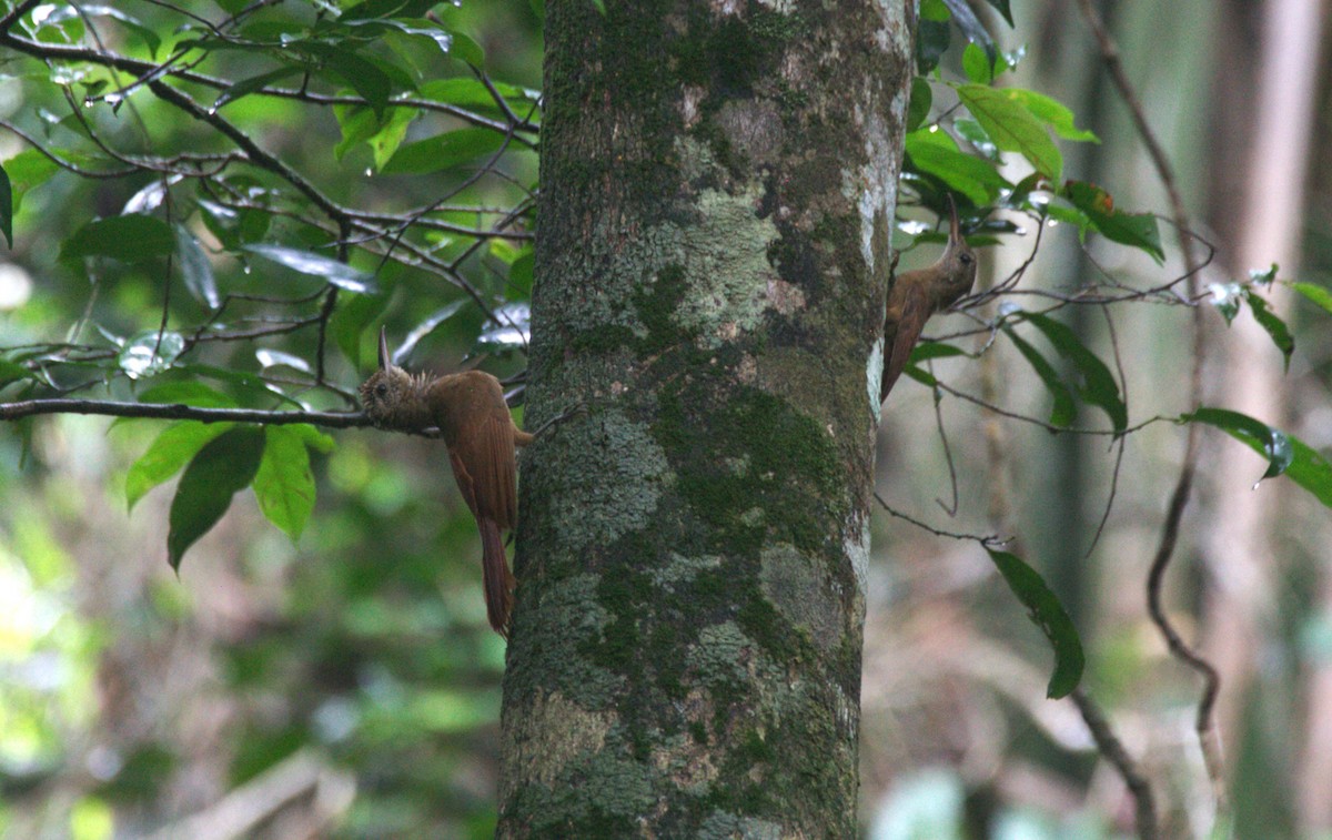 Amazonian Barred-Woodcreeper (Xingu) - ML633131918