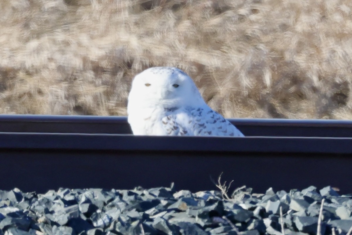 Snowy Owl - Jay & Judy Anderson