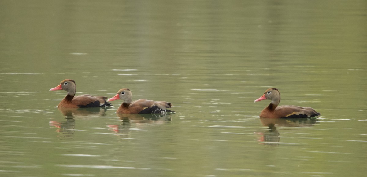 Black-bellied Whistling-Duck - ML633132114
