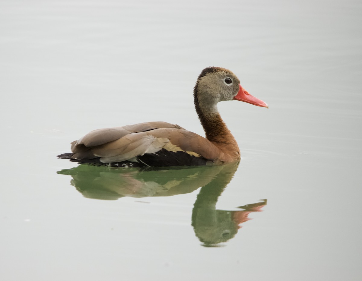 Black-bellied Whistling-Duck - ML633132115