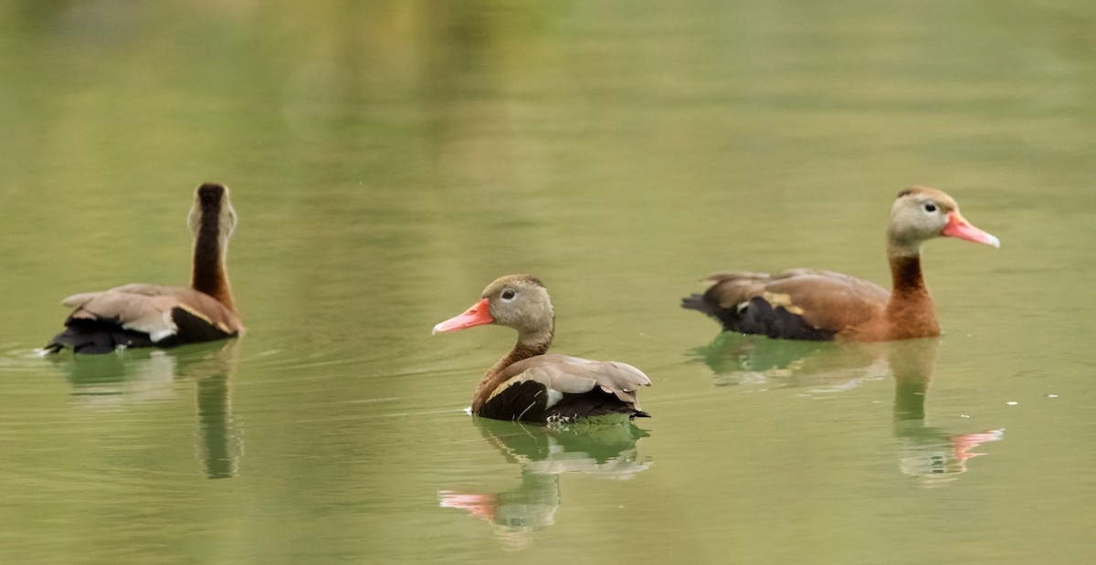 Black-bellied Whistling-Duck - ML633132116