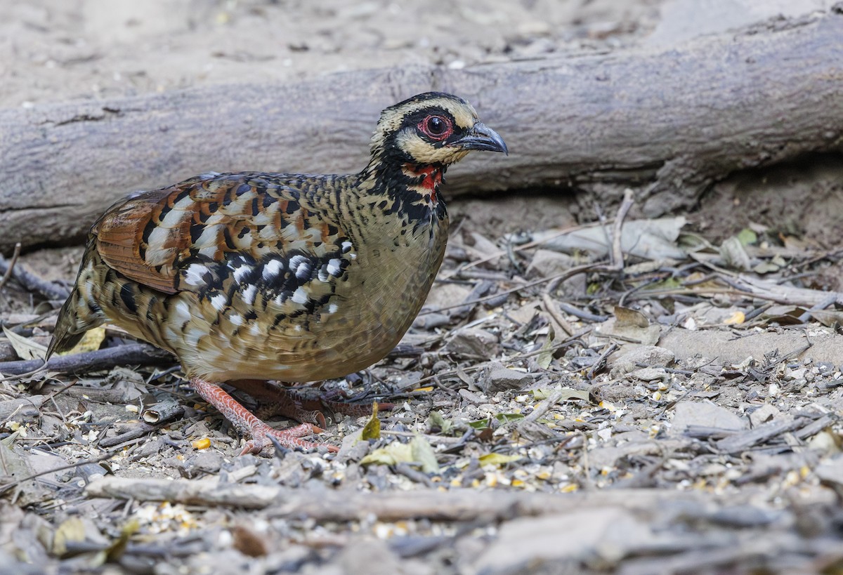 Bar-backed Partridge - Jason Vassallo