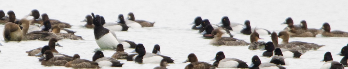 Red-breasted Merganser - ML633132314