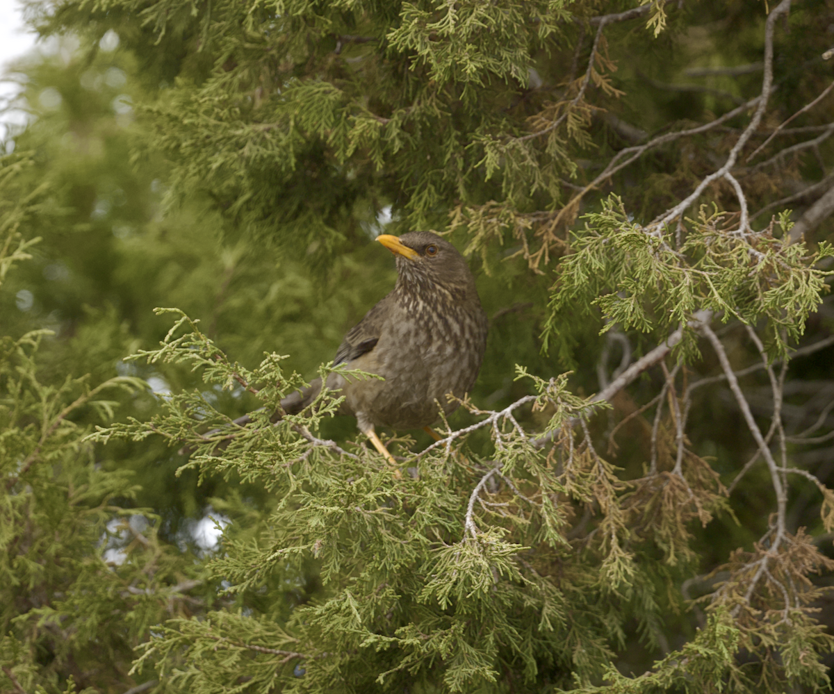 Yemen Thrush - ML633132320