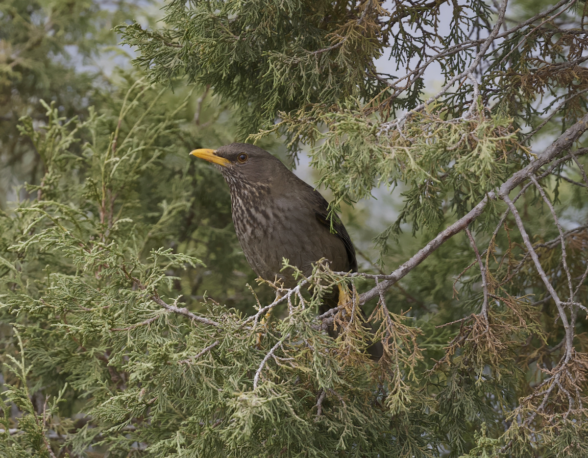 Yemen Thrush - ML633132321