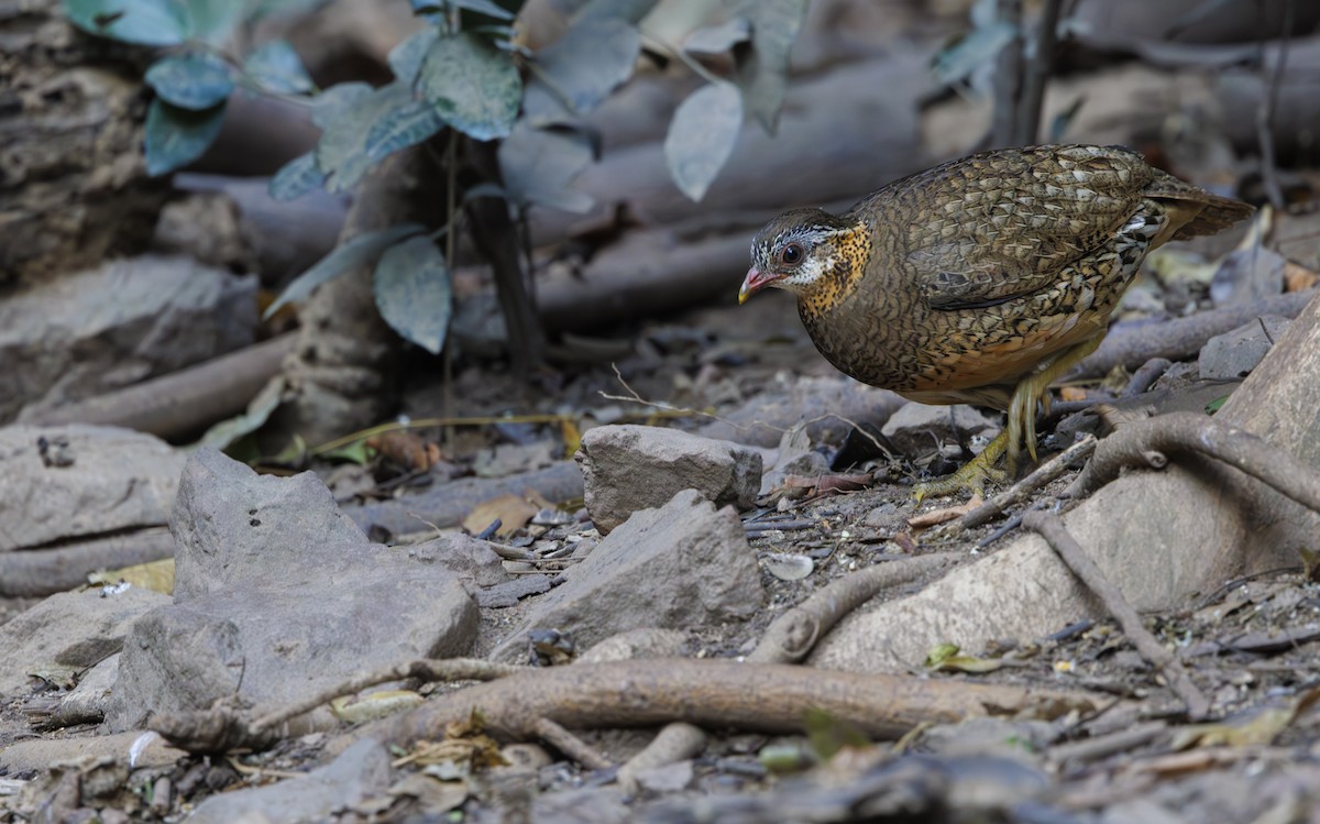 Scaly-breasted Partridge - Jason Vassallo
