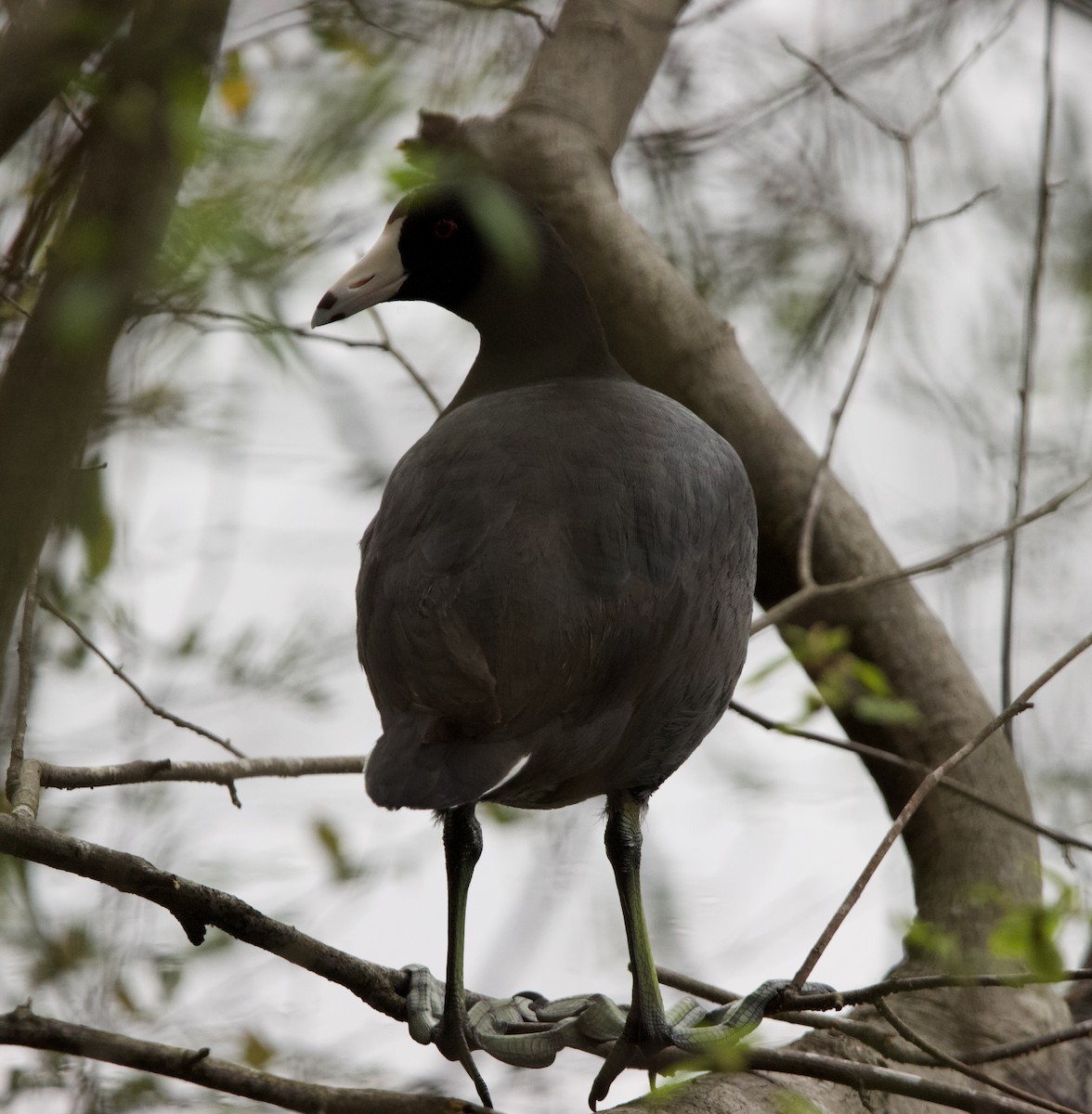 American Coot - ML633132340