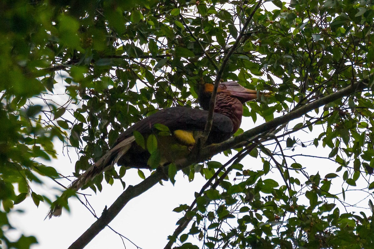 Helmeted Hornbill - ML633132355