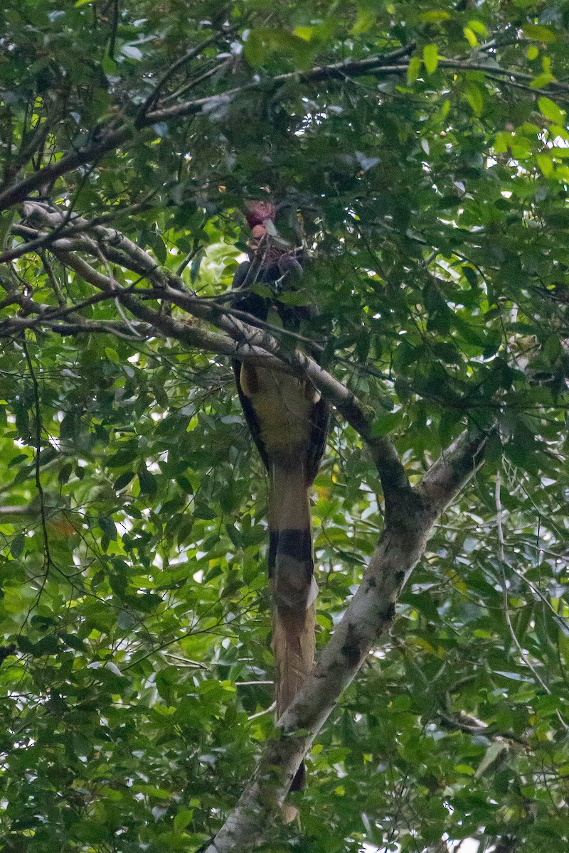Helmeted Hornbill - ML633132365