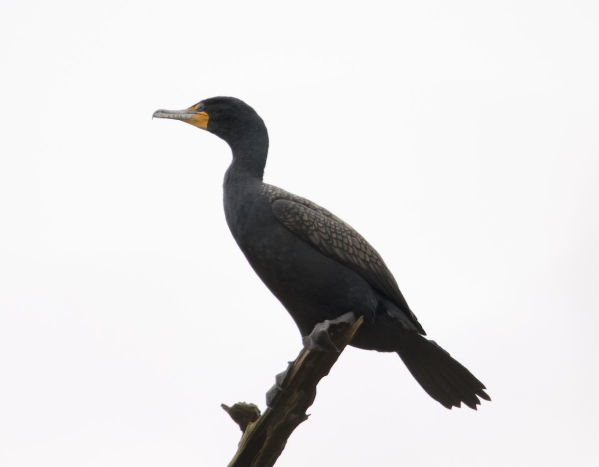 Double-crested Cormorant - ML633132377