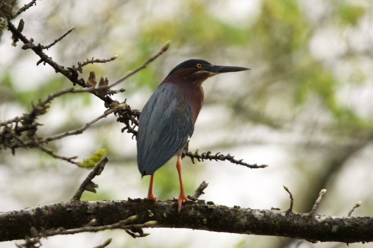 Green Heron - ML633132382