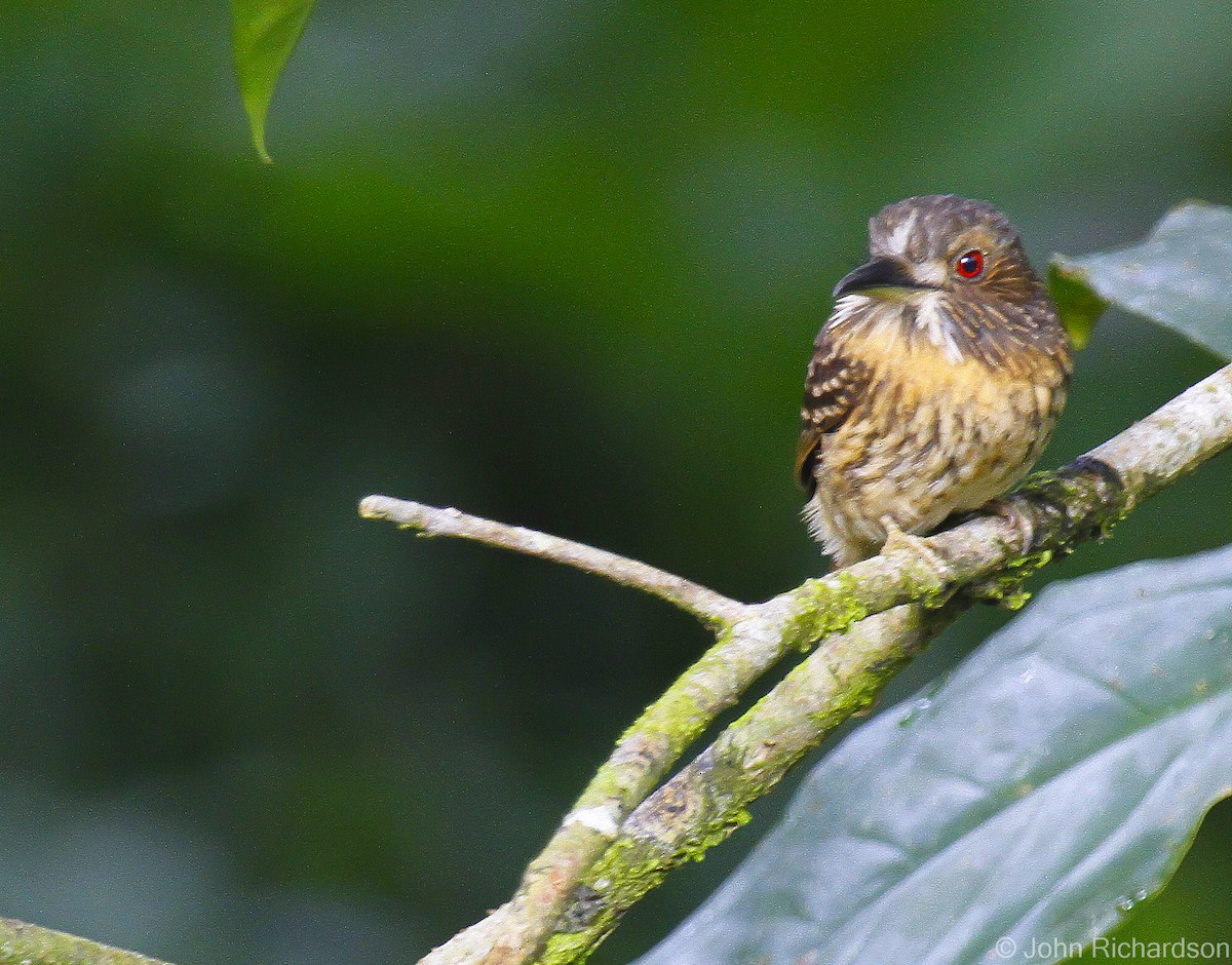 White-whiskered Puffbird - ML633132421