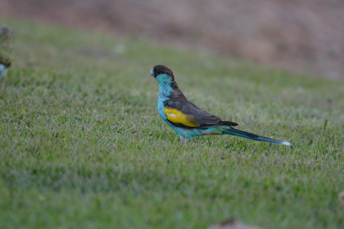 Hooded Parrot - ML633132426