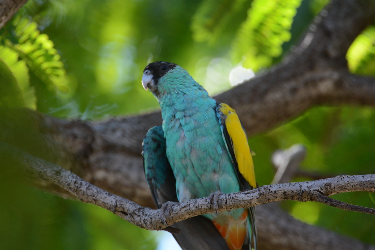 Hooded Parrot - ML633132427