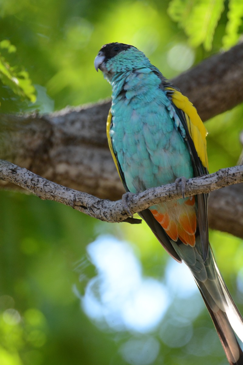 Hooded Parrot - ML633132428