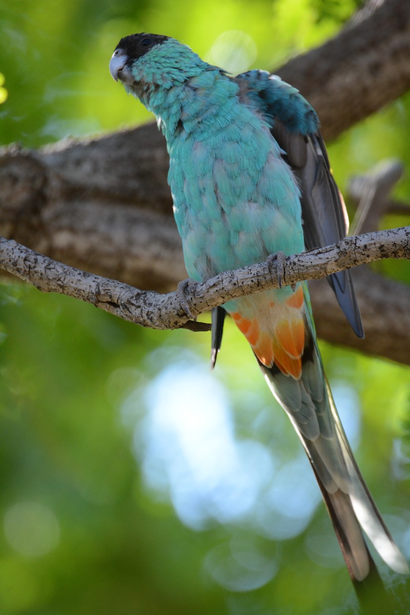 Hooded Parrot - ML633132429