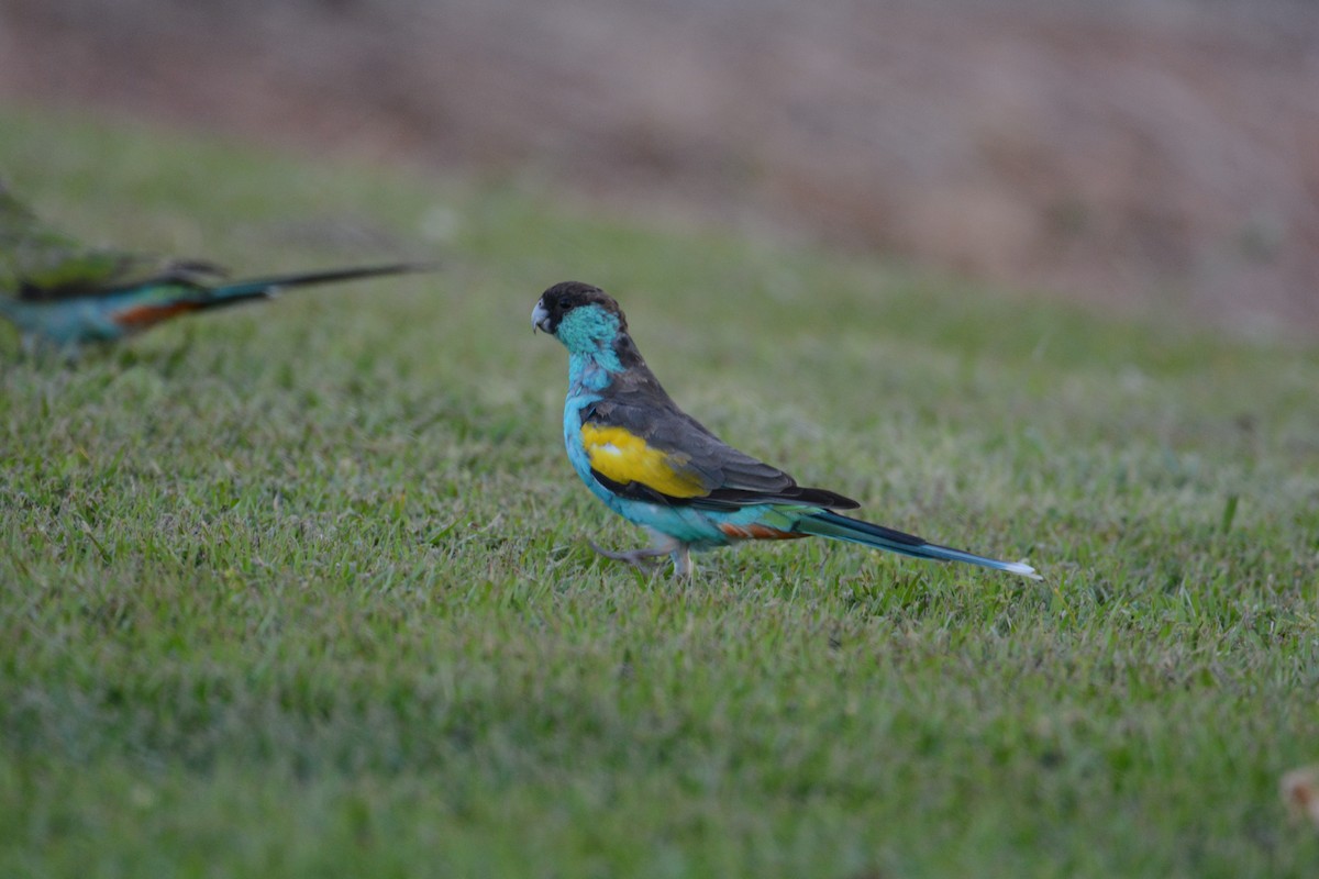 Hooded Parrot - ML633132430