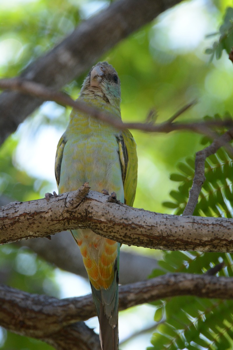 Hooded Parrot - ML633132431