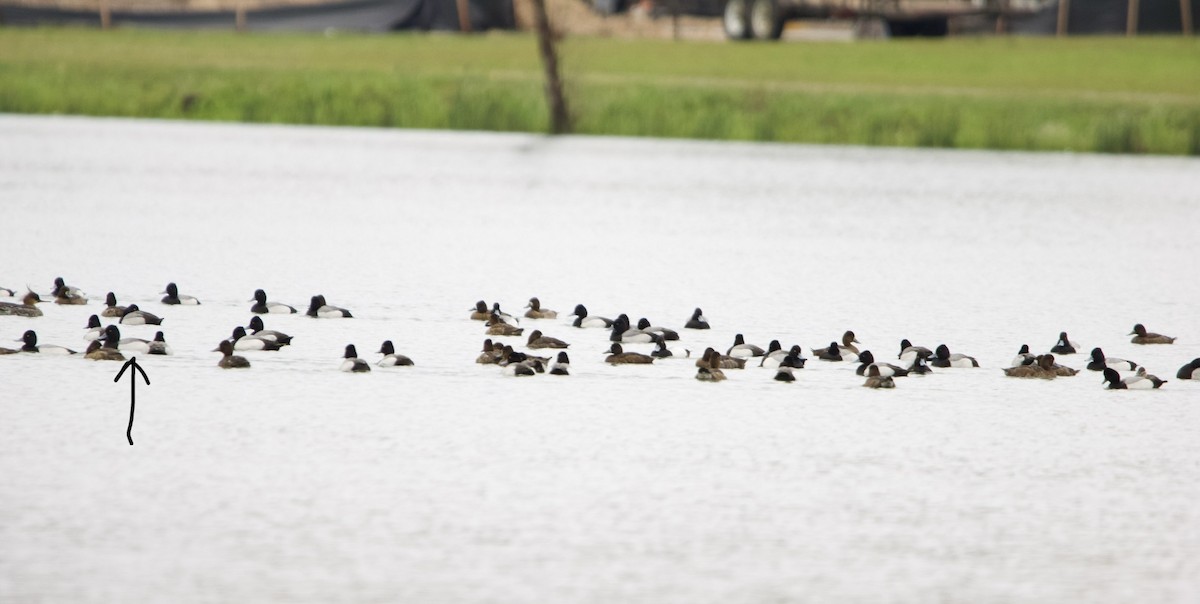 Lesser Scaup - ML633132439