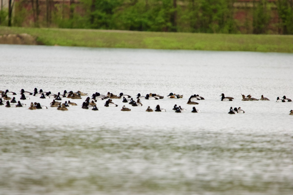 Lesser Scaup - ML633132443