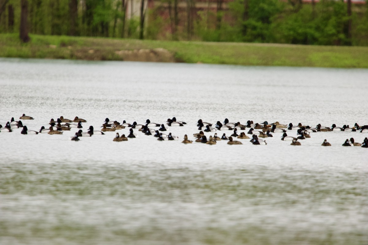 Lesser Scaup - ML633132444
