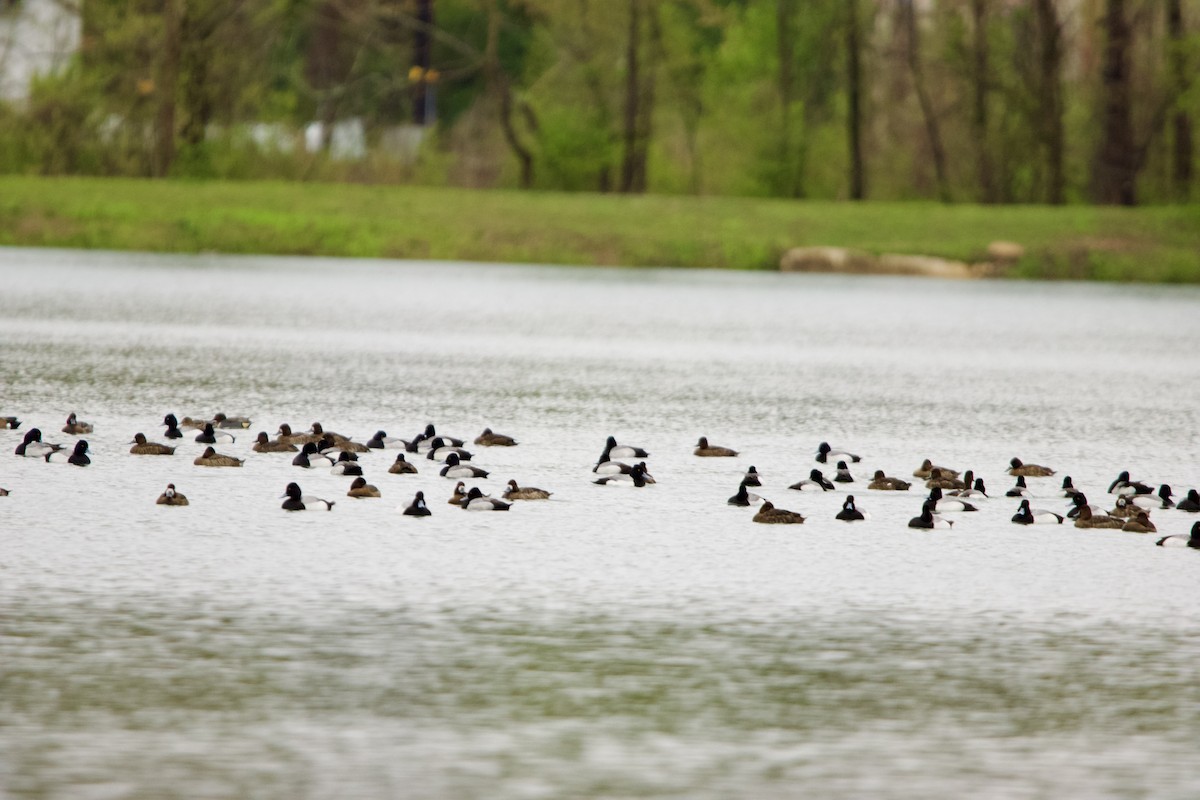 Lesser Scaup - ML633132445