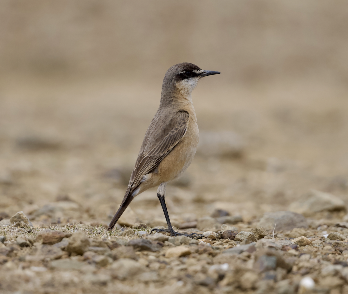 Buff-breasted Wheatear - ML633132541