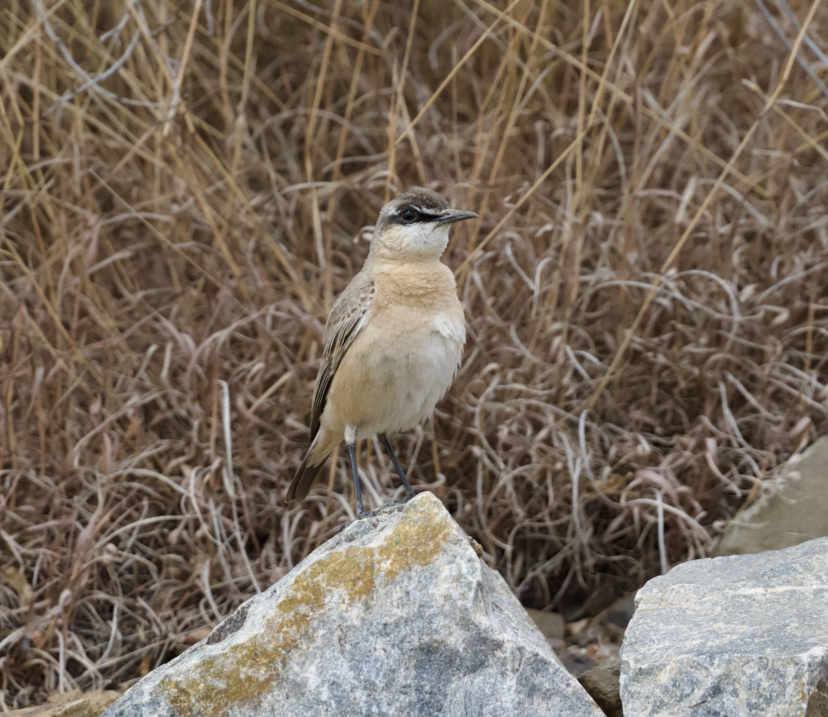 Buff-breasted Wheatear - ML633132542