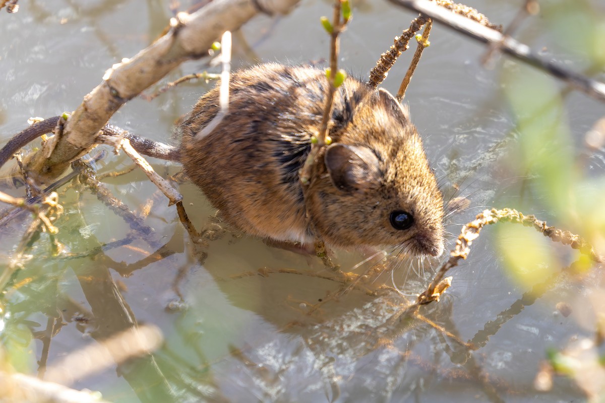 Salt Marsh Harvest Mouse - Connor Cochrane