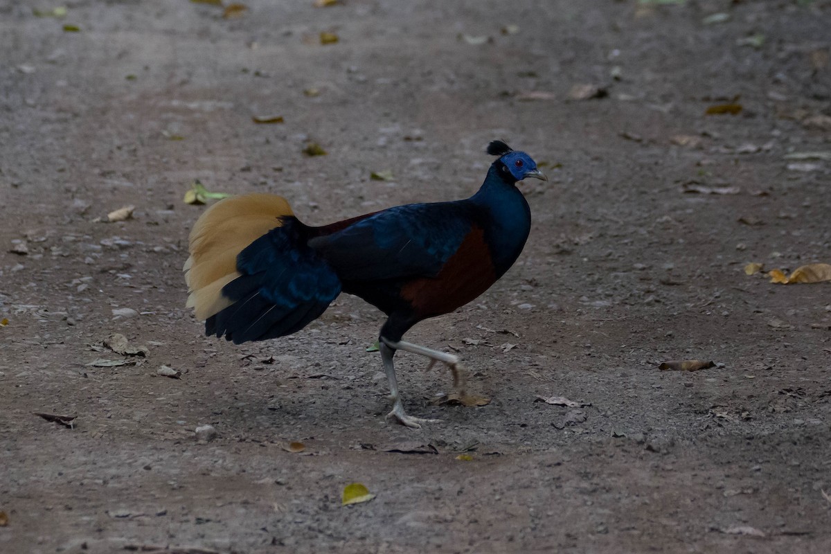 Bornean Crested Fireback - ML633132568