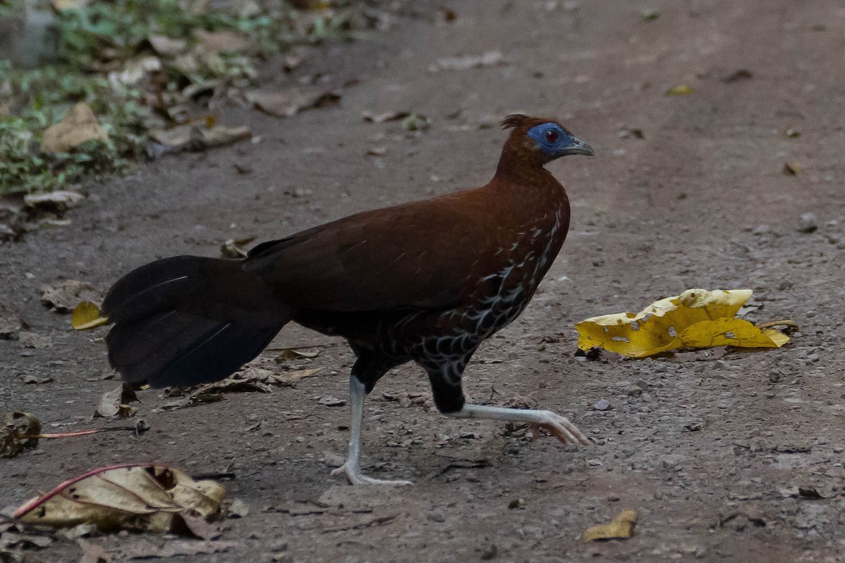 Bornean Crested Fireback - ML633132575