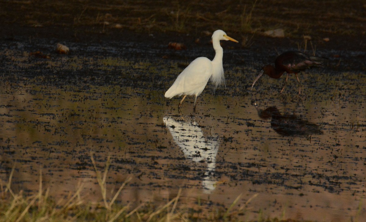 Plumed Egret - ML633132608