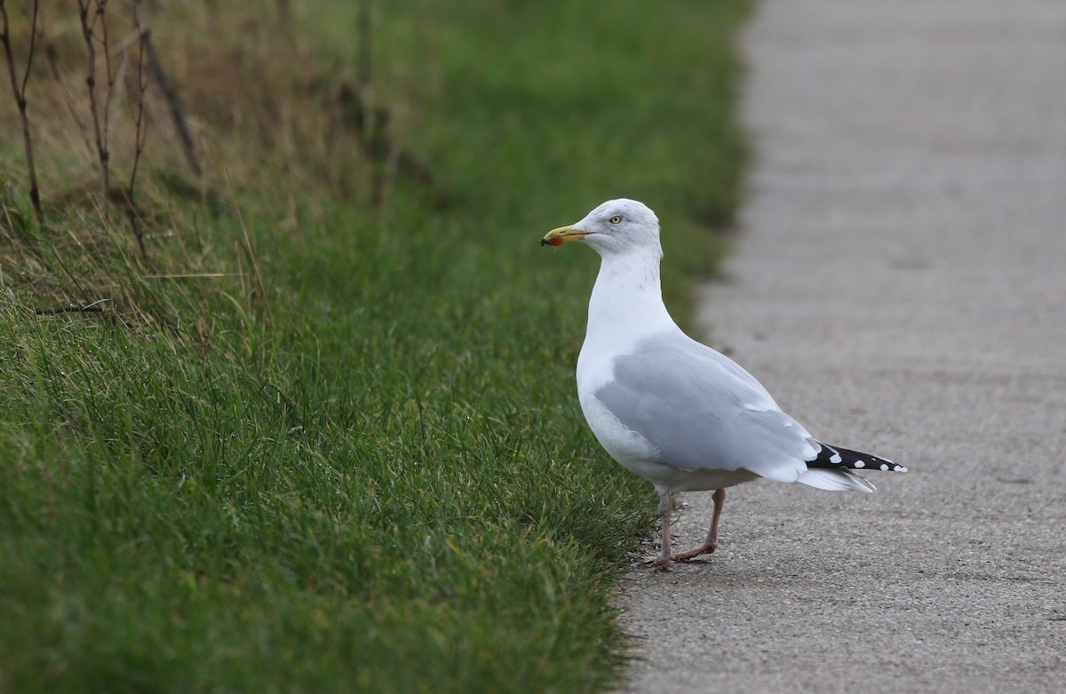racek stříbřitý - ML633132704