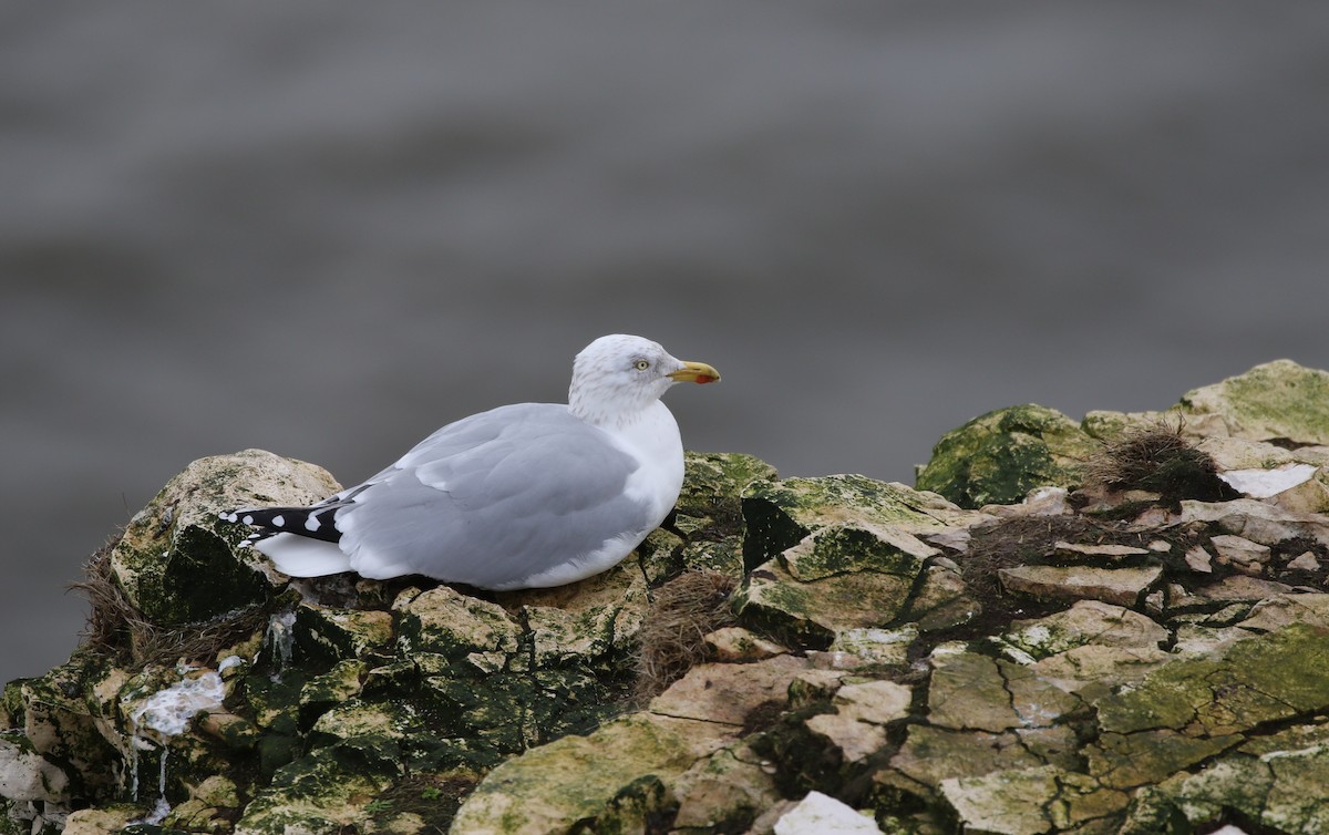 racek stříbřitý - ML633132715