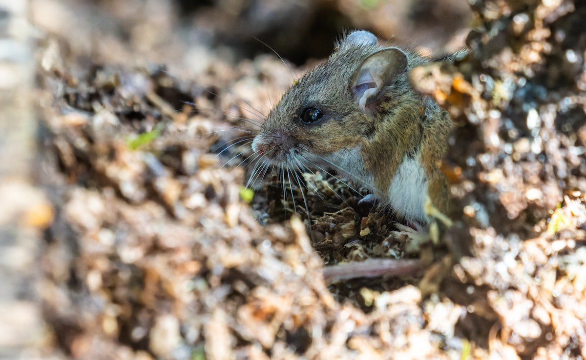 Western Deer Mouse - ML633132719