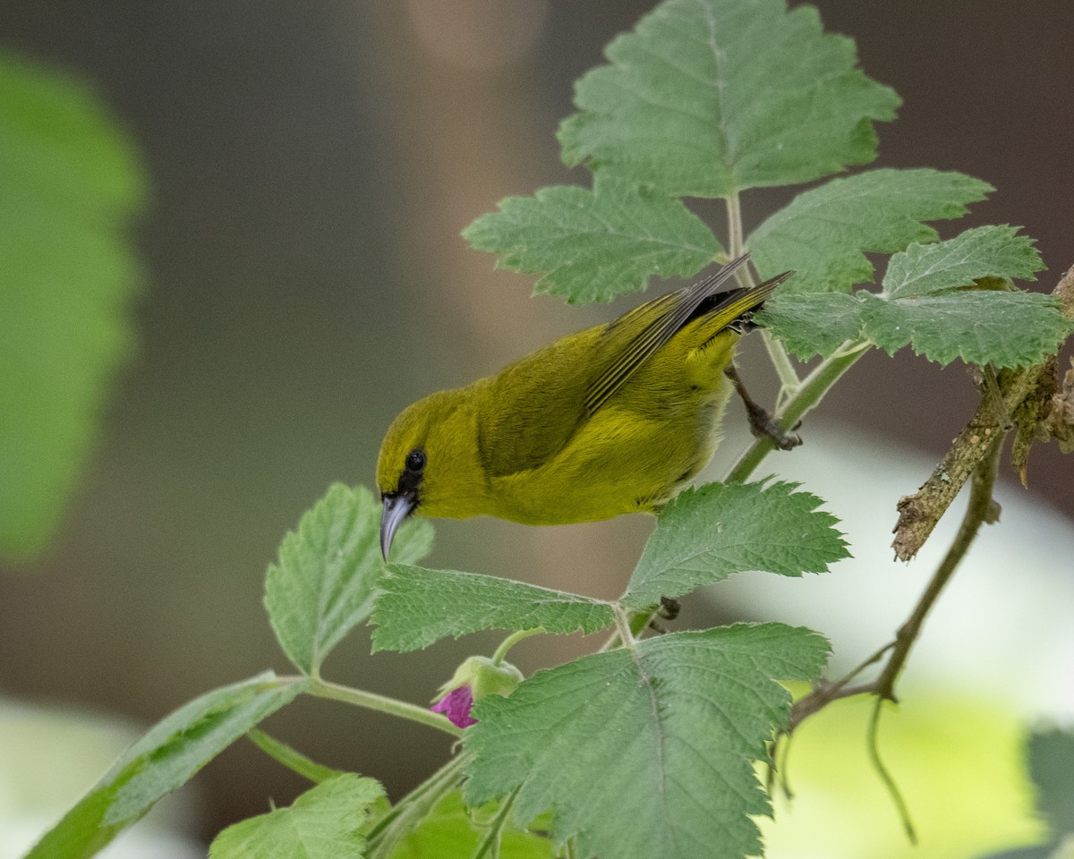 Hawaii Amakihi (Hawaii) - Graham Deese