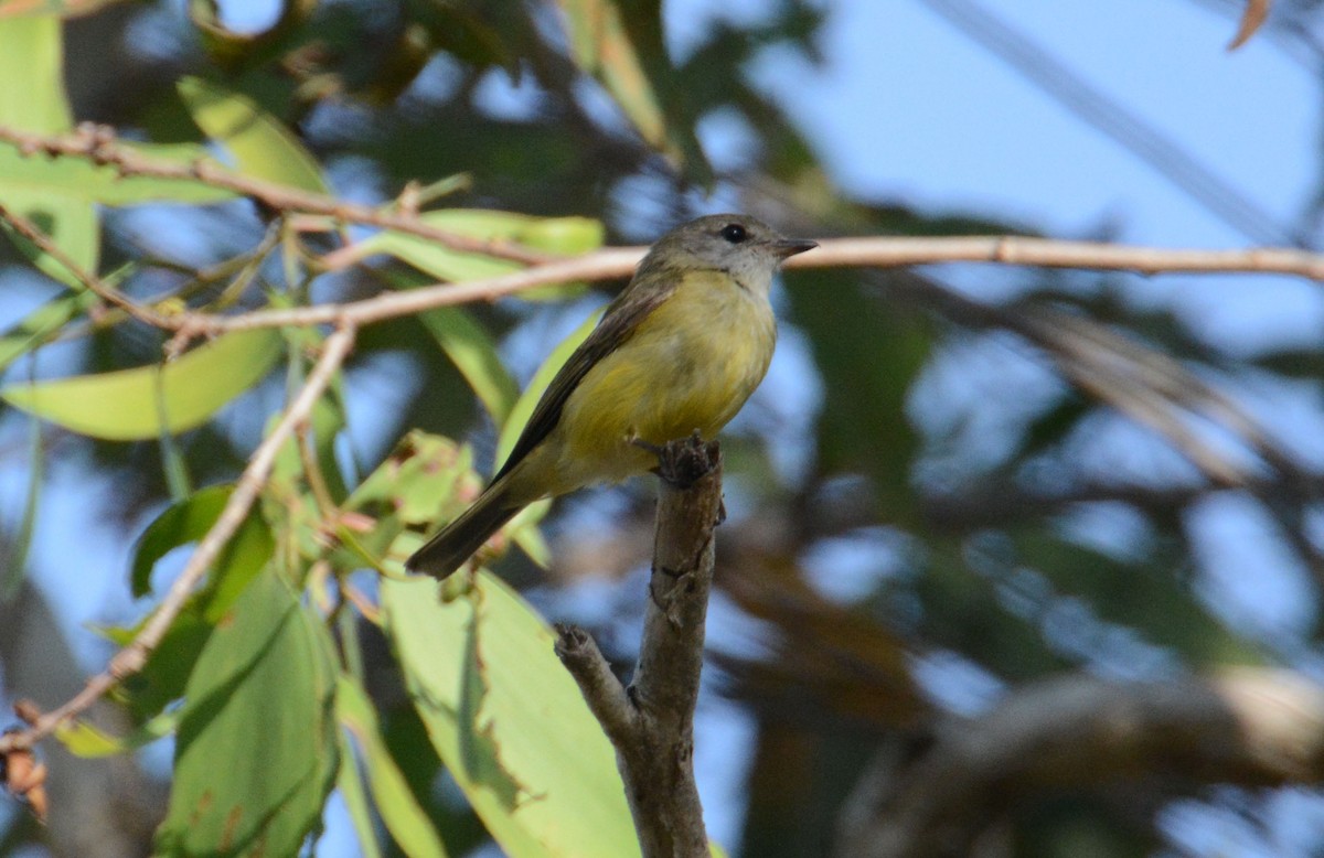 Lemon-bellied Flyrobin (Lemon-bellied) - Sharyn Magee