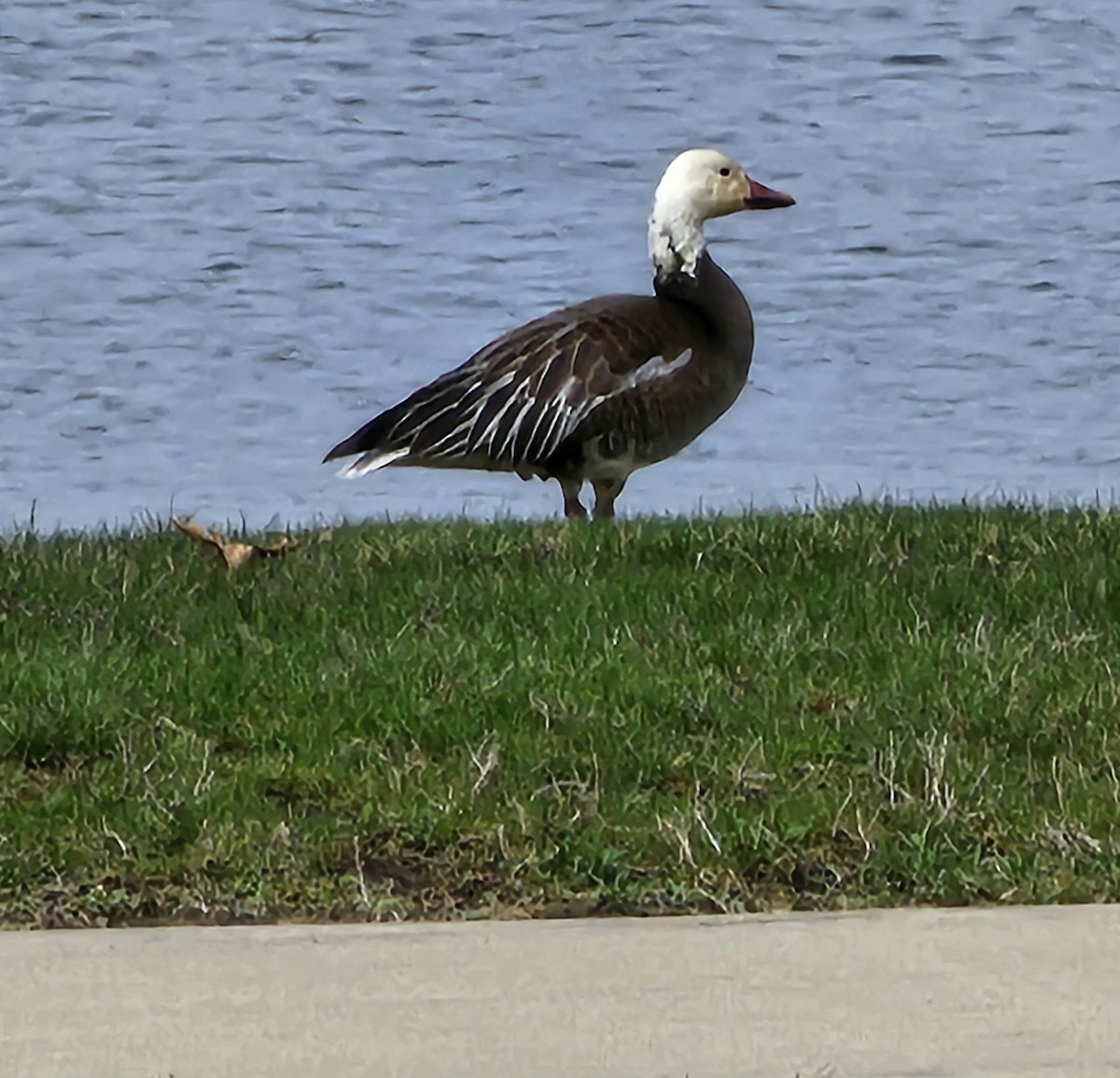 Snow Goose - ML633132998