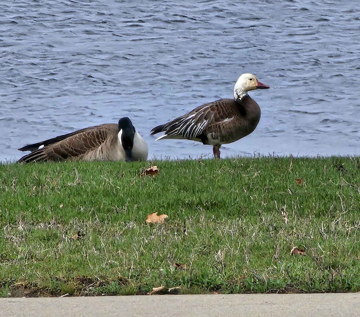 Snow Goose - ML633133004