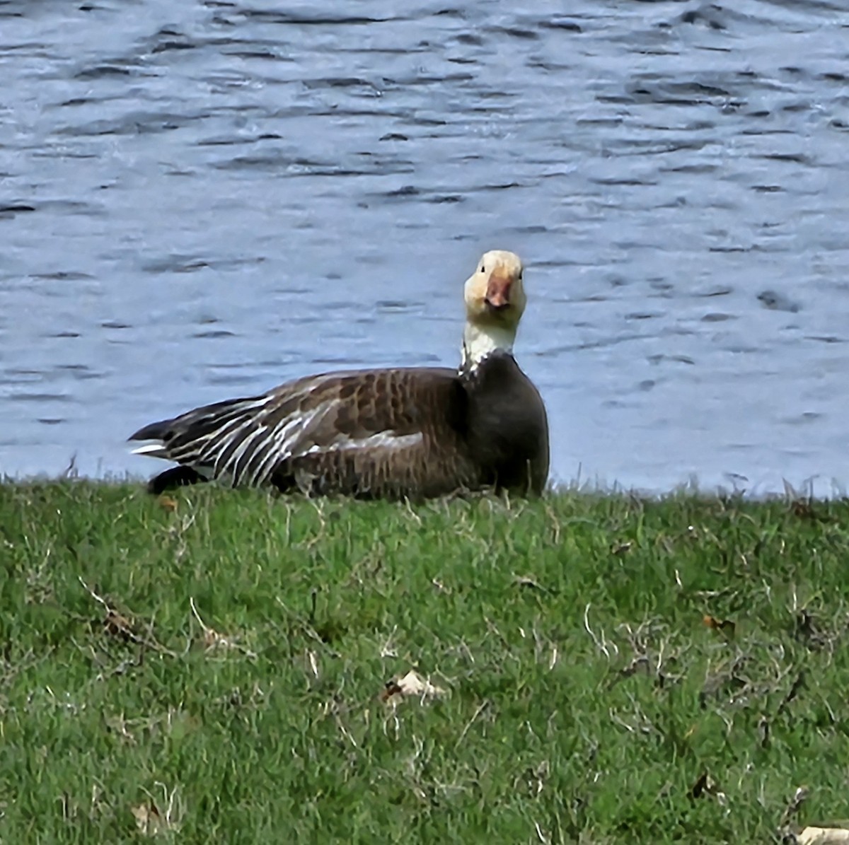 Snow Goose - ML633133010