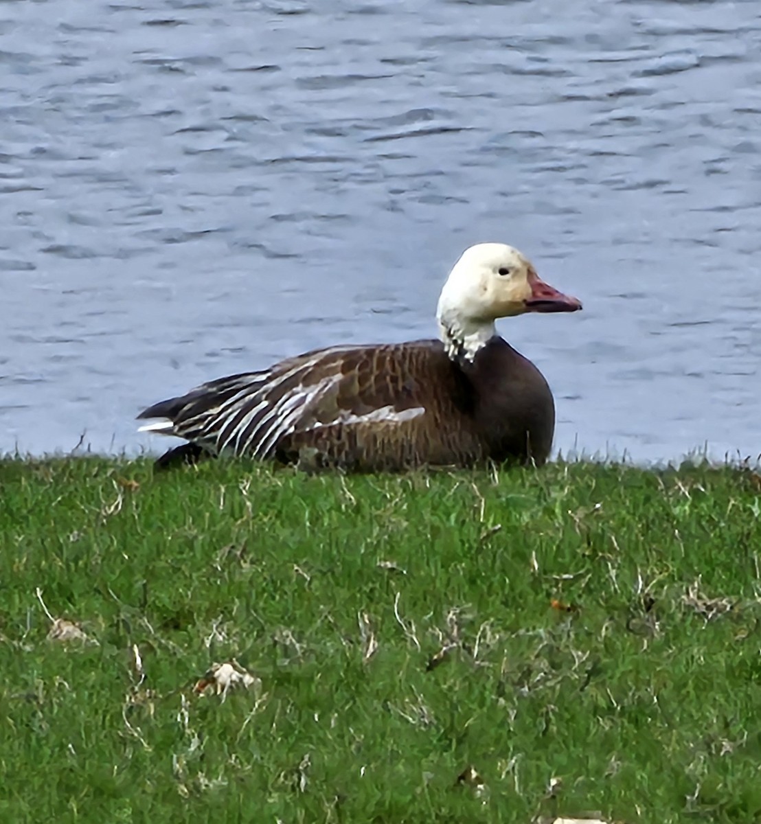 Snow Goose - ML633133012