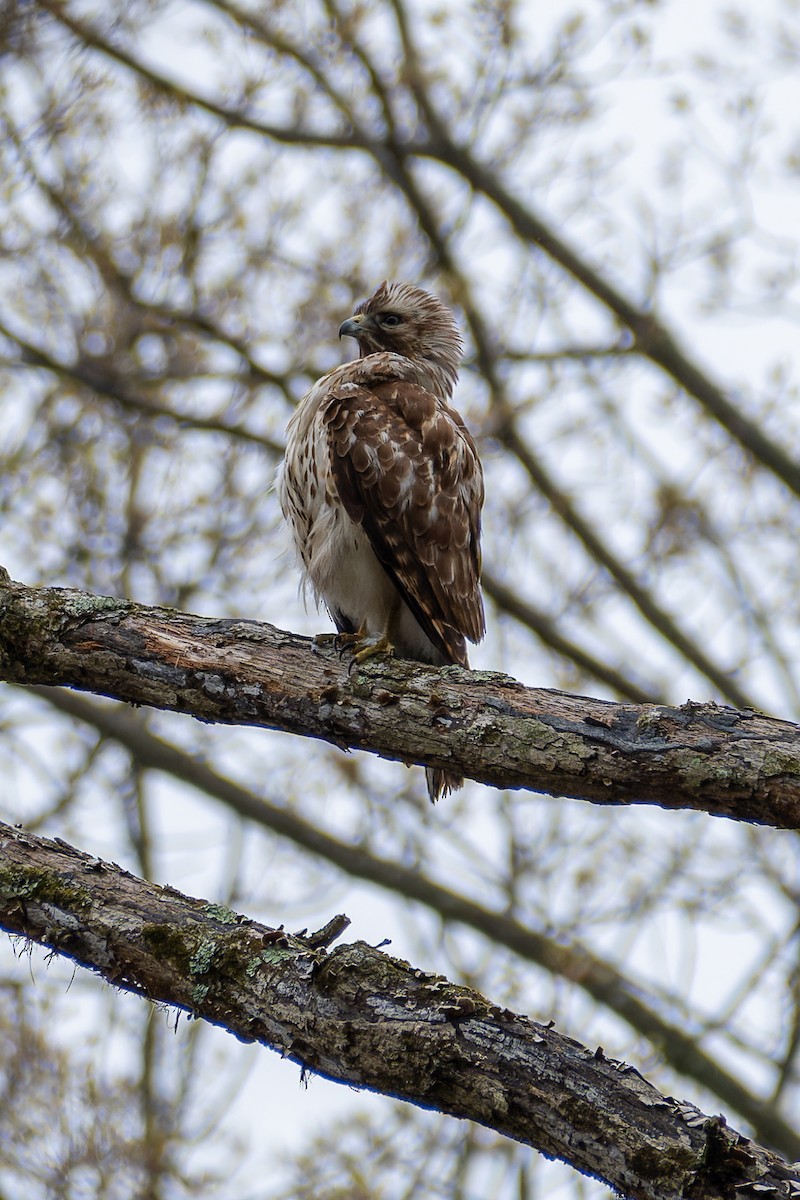 Red-shouldered Hawk - Ian Kessler-Gowell