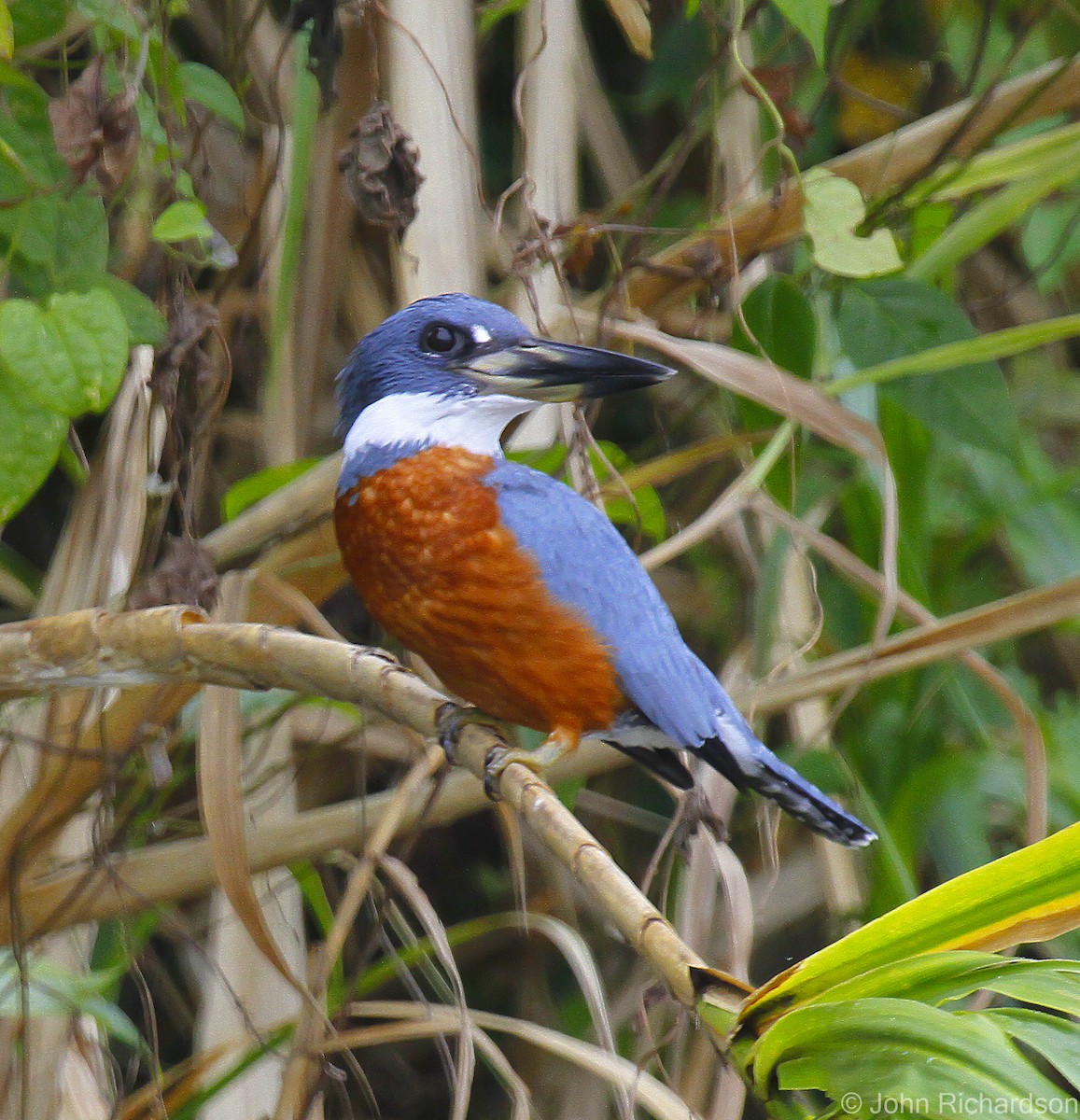 Ringed Kingfisher - ML633133034