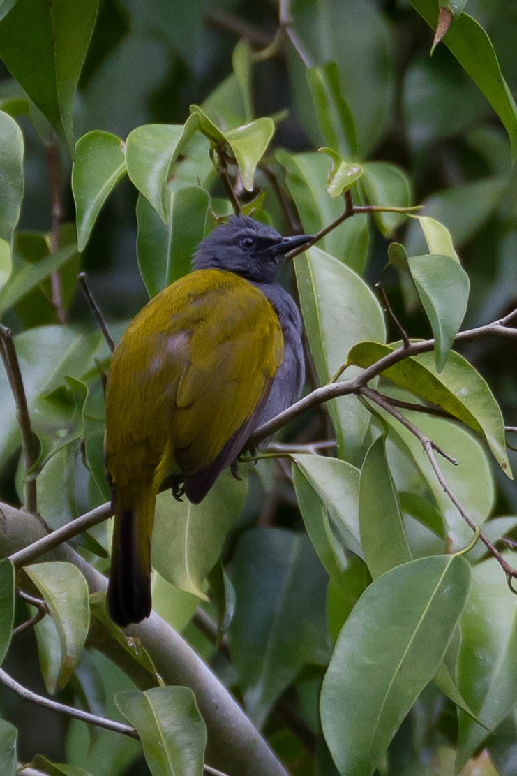 Gray-bellied Bulbul - ML633133037