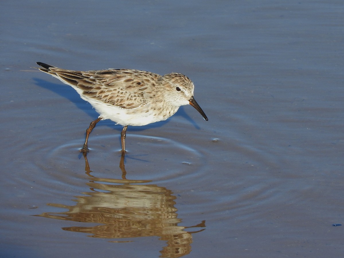 White-rumped Sandpiper - ML633133126